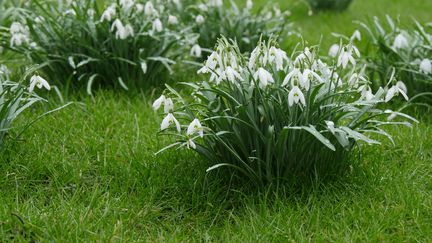 Les perce-neige se naturalisent vite et bien. Un atout dans un jardin pour oublier l'hiver !&nbsp; (ISABELLE MORAND / RADIO FRANCE / FRANCE INFO)