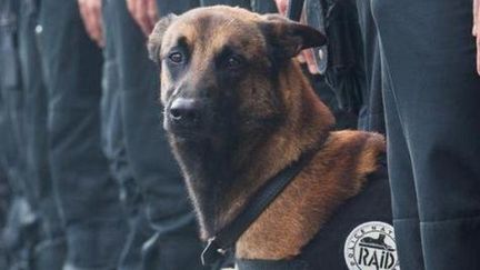 &nbsp; (Diesel, malinois de 7 ans, touché mortellement pendant l'opération © PoliceNationale)