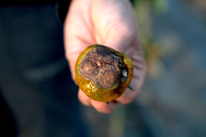 L'une des tomates anciennes de&nbsp;Nathan Chazabon et Elina Grellier qui s'est abîmée sur pied à cause de la chaleur. Le 10 août 2022, à&nbsp;Domagné (Ille-et-Vilaine) (ELOISE BARTOLI / FRANCEINFO)