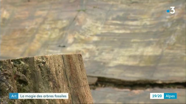 La seconde vie des bois pétrifiés