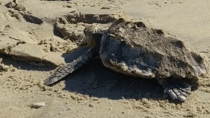 Un jour en France : menaces d’attentat dans les Hauts-de-France, bébés tortues à La Rochelle, course des garçons de café… 24 heures d’actualité (France 2)