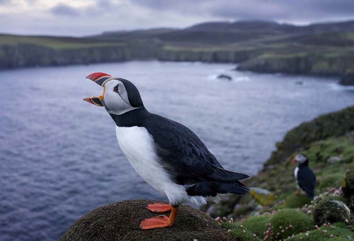 Le macareux moine star des îles Shetland :125.000 couples nichent là. (Géo Kieran Dodds)