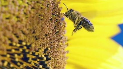 Les insecticides mis en cause dans la disparition inquiétante des colonies d'abeilles, mais pas seulement...
 (Saisie écran de &quot;Insecticide mon amour&quot;)