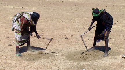 Des Tchadiennes cherchent des grains de c&eacute;r&eacute;ales dans le sol d&eacute;sertique en novembre 2011. Des millions de personnes sont menac&eacute;es de famine dans la bande sah&eacute;lienne. (IRINA FUHRMANN / OXFAM / AFP)