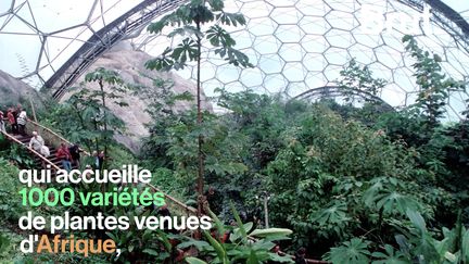 Niché dans un cratère en Angleterre, ce complexe environnemental abrite deux serres immenses recréant chacune un climat précis et des plantes du monde entier. Voici l'Eden Project.