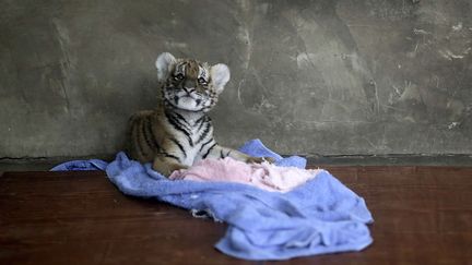 Un b&eacute;b&eacute; tigre au zoo de Shangha&iuml; (Chine), le 4 octobre 2012. (EUGENE HOSHIKO / AP / SIPA)