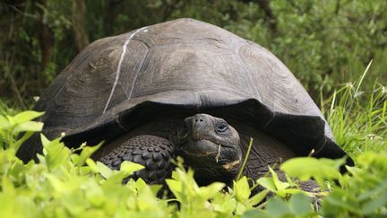 Une nouvelle espèce de tortue identifiée aux Galapagos