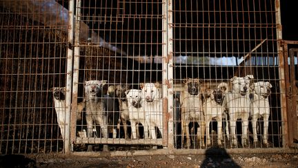 Des chiens destinés à l'alimentation dans une ferme à Wonju, en Corée du Sud, le 10 janvier 2017. (KIM HONG-JI / REUTERS)