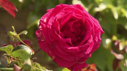 Ariège : les roses de Camon à l’honneur