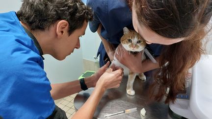 Le chat domestique est-il un possible transmetteur du virus de la grippe aviaire ? Sceptiques, les chercheurs ont lancé une étude pour le confirmer. Flamby n'est pas ravie de faire partie des cobayes. (SOLENNE LE HEN / RADIO FRANCE)