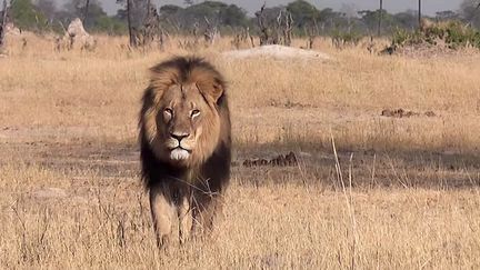 Zimbabwe : un dentiste américain accusé d'avoir massacré un lion