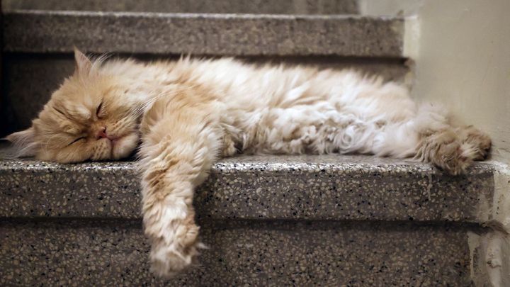 Chat persan endormi à l'entrée du musée de Téhéran (ATTA KENARE / AFP)