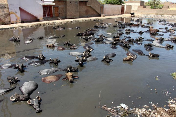 Les vaches se rafraîchissent dans un étang pour vaincre la canicule à Larkana, au Pakistan, le 13 mai 2022. (WAQAR HUSSAIN / MAXPPP)