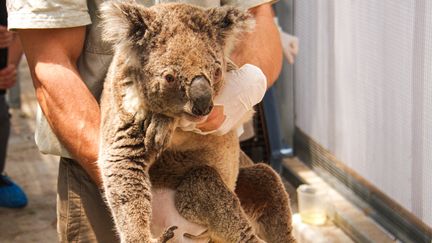 Un koala est mis à l'abri des flammes par le personnel du Zoo Taronga de Sydney,&nbsp;le 17 décembre 2019. Une douzaine de koalas ont été sauvés de la trajectoire des feux qui&nbsp;encerclent la capitale.&nbsp; (HANDOUT / TARONGA ZOO / AFP)