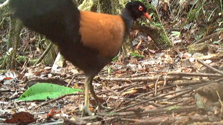 Considéré disparu depuis 1882, des scientifiques retrouvent le pigeon-faisan 140 ans plus tard en Papouasie-Nouvelle-Guinée