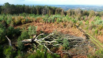 Le hêtre Ponthus, brisé par les vents violents de la tempête Ciaran dans la forêt de Brocéliande à Paimpont, le 3 novembre 2023. (DAMIEN MEYER / AFP)