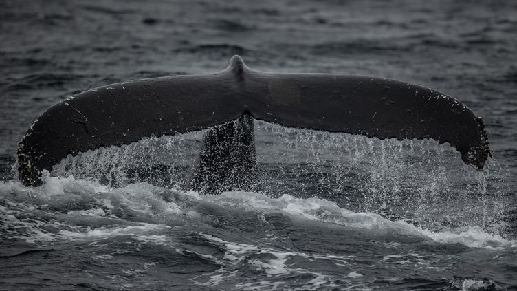 A whale is observed during an expedition by a Turkish research team, on July 21, 2022, in the Svalbard archipelago (Norway).  (SEBNEM COSKUN / ANADOLU AGENCY / AFP)