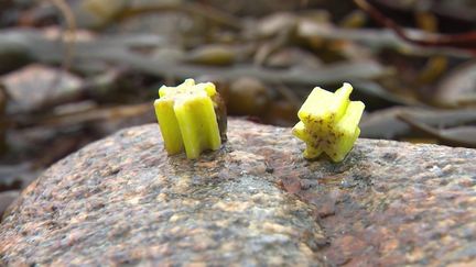 Utilisées pour la dégradation des déchets organiques dans les composteurs, des mini-étoiles en polyéthylène sont retrouvées par dizaines sur le littoral finistérien. Un fléau qui s'ajoute à celui des en billes plastiques qui s'échouent sur les plages.