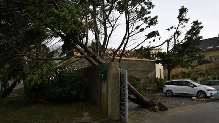 Un arbre déraciné à Coudeville-sur-Mer (Manche) le 2 novembre 2023, après la tempête Ciaran qui a frappé la région. (LOU BENOIST / AFP)