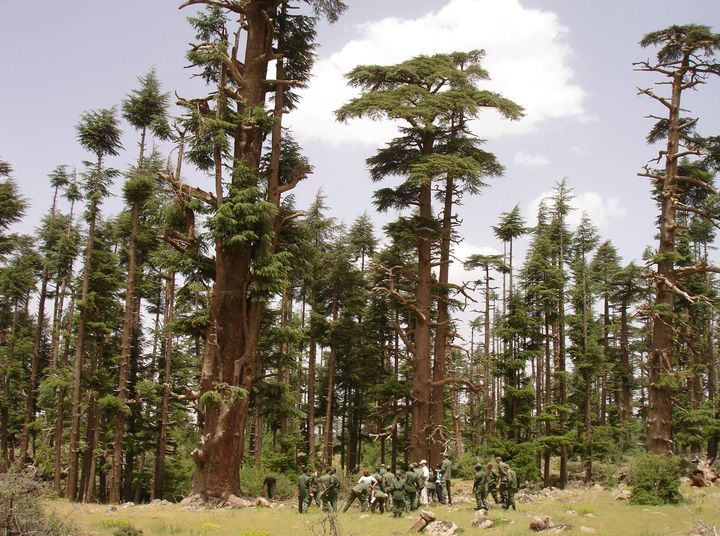 Ebranchage de cèdres par les bergers dans la région d'Azrou-Ifrane au Maroc (Photo/Abdenbi Zine El Abidine)