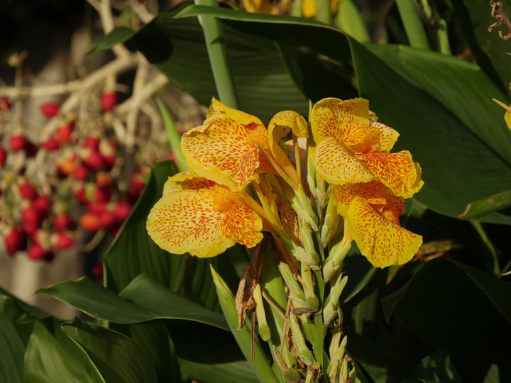 Les fleurs des cannas peuvent être unies ou mouchetées. (ISABELLE MORAND / RADIO FRANCE / FRANCE INFO)