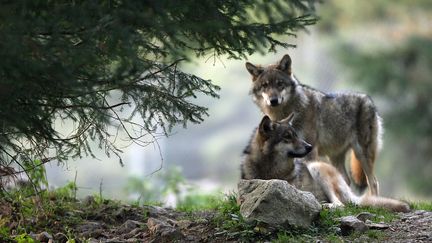 Loups : les maires menacent de prendre les armes