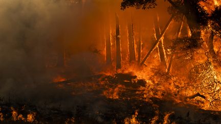 Un feu de forêt, le 26 octobre 2019 à&nbsp; Healdsburg (Etats-Unis). (PHILIP PACHECO / AFP)