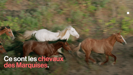 Sur la plus petite des Marquises galopent des chevaux sauvages, qui, s’ils ne sont pas originaires de l'île, en font néanmoins pleinement partie.