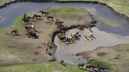 Des chevaux sauvages dans le parc national du Kosciuszko (Australie), le 3 décembre 2021. (ALEX ELLINGHAUSEN / POOL / AAP POOL / MAXPPP)