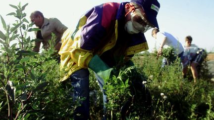 Santé : l'ambroisie, une plante très allergisante