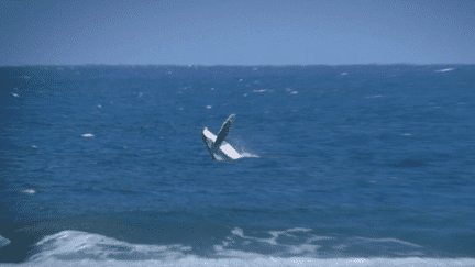 l’exploit d’Armand Duplantis, une baleine aux épreuves de surf… dans les coulisses des Jeux (France 2)