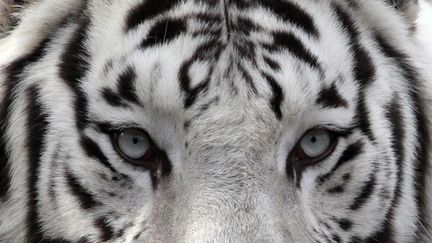 Un tigre blanc du Bengale, en septembre 2012, dans le zoo russe de Krasnoyarsk.&nbsp; (© ILYA NAYMUSHIN / REUTERS / X01151)