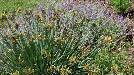 Sisyrinchium palmifolium fleurit en bouquets de fleurs jaune lumineux. &nbsp; (ISABELLE MORAND / RADIO FRANCE / FRANCE INFO)