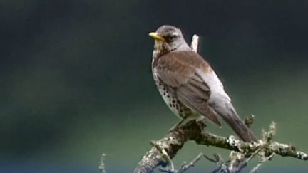 En 30 ans, l’Europe a perdu plus de 421 millions d’oiseaux.&nbsp; (RADIOFRANCE / CELLULE INVESTIGATION)