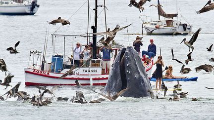 Une baleine &agrave; bosses surgit hors de l'eau pr&egrave;s de la plage de San Luis Obispo (Californie), le 18 ao&ucirc;t 2012. (BILL BOUTON / AP / SIPA)