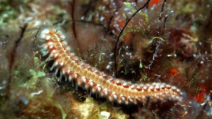 A fireworm photographed in the Gulf of Mexico (illustrative photo). (GUILLEN AMAR AND ISABELLE / MAXPPP)