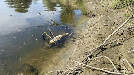 Bords de la rivière Desna en Ukraine, polluée depuis les affrontements dans la région de Koursk. (BORIS LOUMAGNE / RADIOFRANCE)