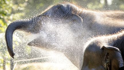 Le commerce de l’ivoire, un désastre pour les éléphants