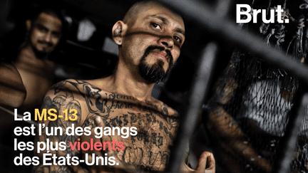 MS13