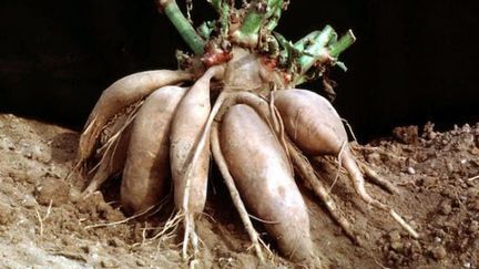 Yacon (Smallanthus sonchifolius) (SNHF)