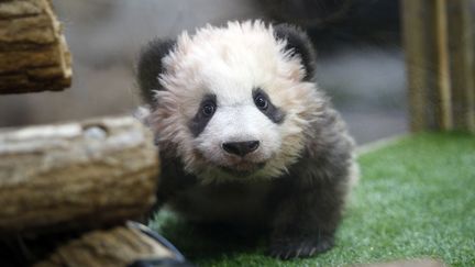 Yuan Meng, le bébé panda du zoo de Beauval (Loir-et-Cher), le 4 décembre 2017.&nbsp; (THIBAULT CAMUS / AFP)