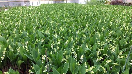 Du muguet en pot sous serre, Gerzat (Puy-de-Dôme), 25 avril 2019. (CLAUDIE HAMON / RADIO FRANCE)