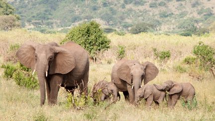 Des éléphants se baladent en Tanzanie, le 26 février 2018. (JOHANNES HENNEMUTH / DPA-ZENTRALBILD / AFP)