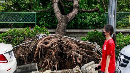 Une femme passe devant un arbre déraciné par le typhon Krathong, dans le sud de l'île de Taïwan, le 4 octobre 2024. (DANIEL CENG / ANADOLU / AFP)