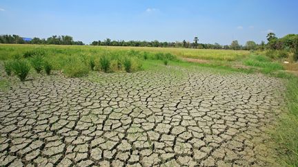 Les sols ne remplissent plus leur rôle de filtration de l'eau, de stockage du carbone ou encore de fertilisants&nbsp;(Photo d'illustration). (IPBES)