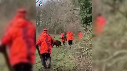 Une capture d'écran de&nbsp;"Sur le front", où le journaliste Hugo Clément montre&nbsp;une vidéo d'un chasseur abattant un sanglier domestiqué&nbsp;à Liverdy-en-Brie (Seine-et-Marne). ("SUR LE FRONT" / FRANCE TELEVISIONS)