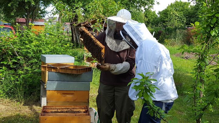 Les adhérents de l'association se sont aussi lancés dans l'apiculture. (ISABELLE MORAND / CRCV / RADIO FRANCE / FRANCE INFO)