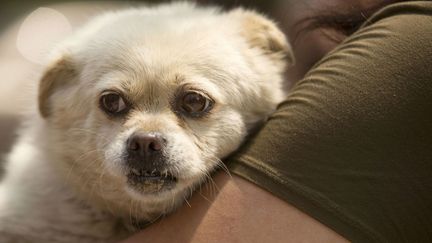  (De nombreuses solutions pour faire garder son chien cet été © Mark Schiefelbein/AP/SIPA)