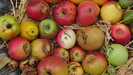 Assortiment de variétés de pommes.&nbsp; (ISABELLE MORAND / RADIO FRANCE / FRANCE INFO)