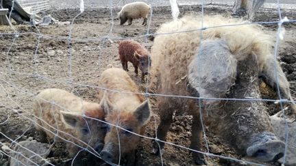 Le cochon laineux est une race rustique qui donne de la viande haut de gamme. (THIBAULT BARLE / RADIOFRANCE)